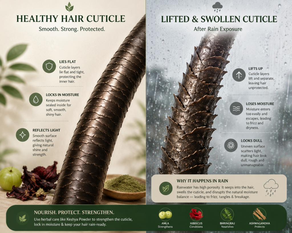 Hair cuticle before and after rainwater exposure diagram